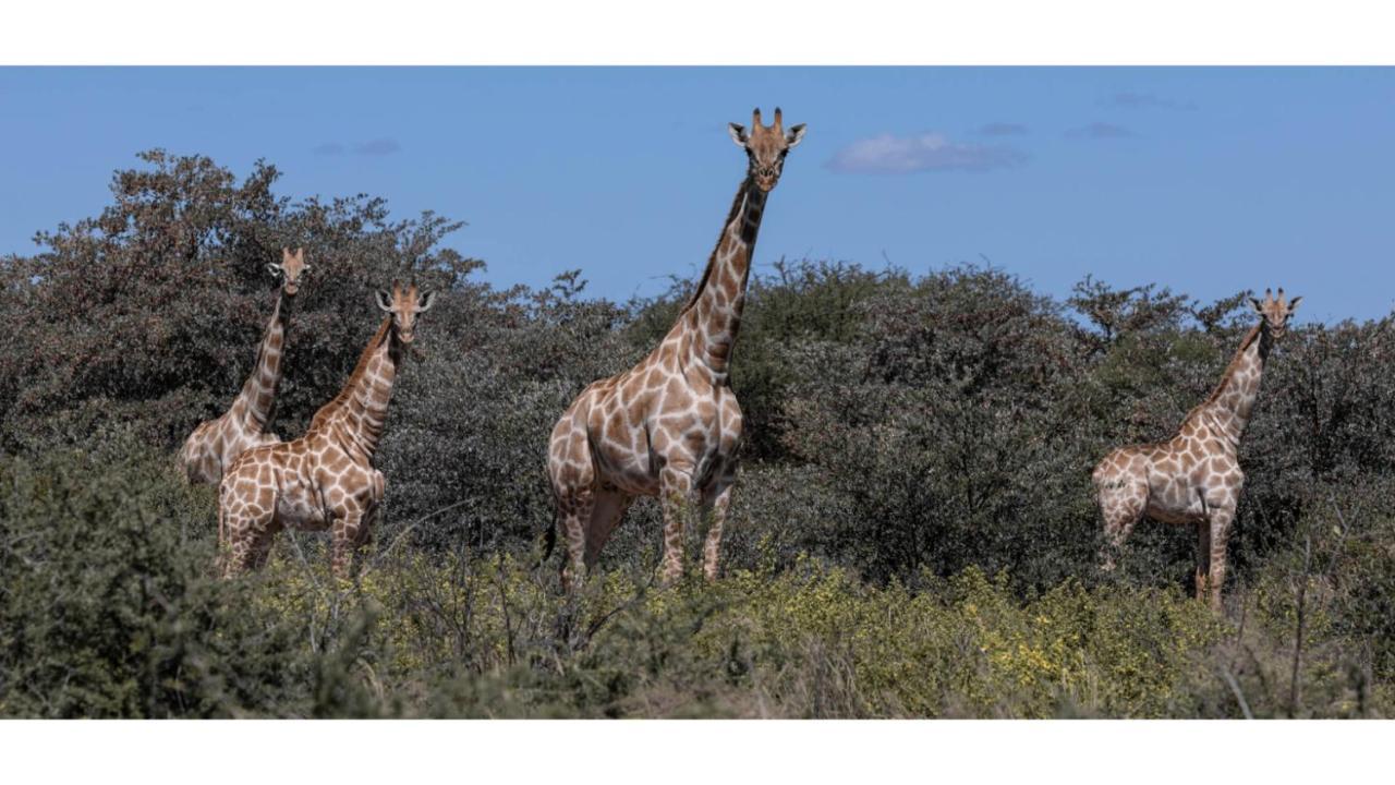 Sandune Game Lodge 고바비스 외부 사진
